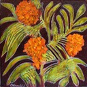 Orange-Butterfly-Plant-1